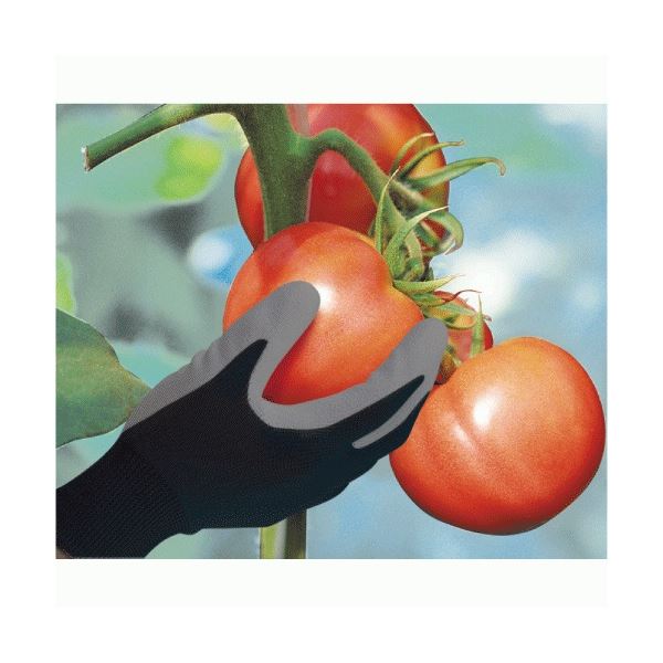 （まとめ） 白元アースドライ＆ドライUP クローゼット用 1パック（2シート） 【×10セット】[21]