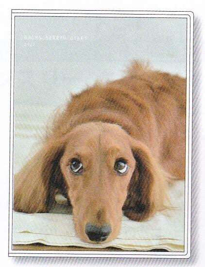 ●※2022年※メール便送料無料!ダックス川柳/2022年B6サイズマンスリー手帳/52.ダックス川柳(M-139)(1000120392)/10月始まり/アー...