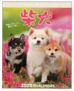 9月中旬発売予定 予約商品 森田米雄・まるごと柴犬 2026年壁掛けカレンダー (26ACL-11) (508112) アクティブコーポレーション (takuh...
