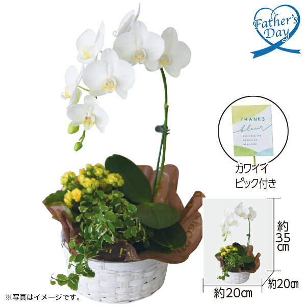 楽天いなげや楽天市場店父の日 プレゼント ギフト 鉢植え 花 胡蝶蘭 鉢『胡蝶蘭寄せ入れ』 メッセージカード 父の日ギフト 2024 送料無料 贈答用 詰め合わせ お取り寄せ 人気 高級 親戚 家族 両親 お祝い 御祝 お礼 御礼