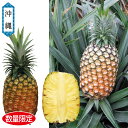お中元 ギフト パイナップル フルーツ 沖縄県産 ゴールドバレル 御中元 中元 2025 送料無料 夏 贈答用 詰め合わせ お取り寄せ 中元ギフト 人気 高級 ...