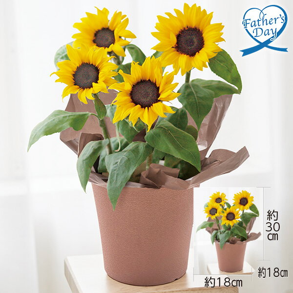 父の日 プレゼント ギフト ひまわり 鉢植え 花 ひまわり 鉢植え メッセージカード 父の日ギフト 父の日2026 送料無料 贈答用 詰め合わせ お取り寄せ 人気 高級 家族 両親 お祝い 御祝 お礼 御礼