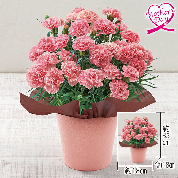 母の日 プレゼント ギフト カーネーション 鉢植え 花 カーネーション『ノウル』 メッセージカード 母の日ギフト 母の日2026 送料無料 贈答用 詰め合わせ お取り寄せ 人気 高級 家族 両親 お祝い 御祝 お礼 御礼