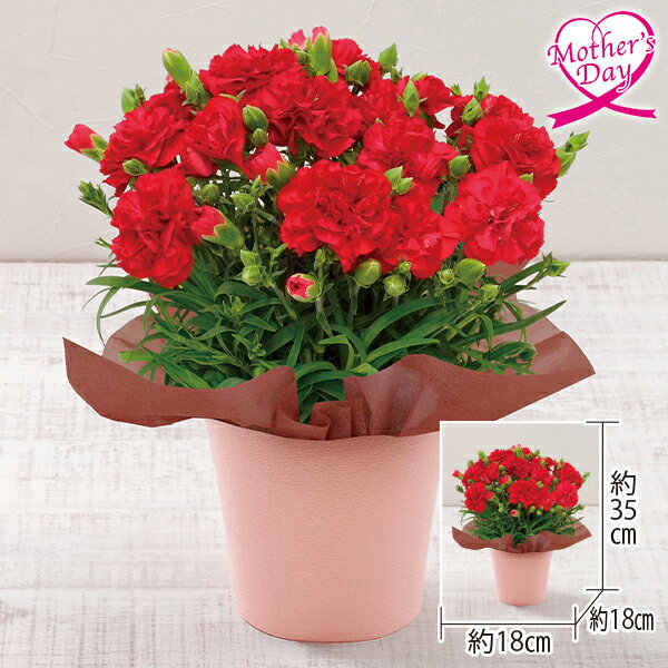 母の日 プレゼント ギフト カーネーション 鉢植え 花 カーネーション『レッド』 メッセージカード 母の日ギフト 母の日2026 送料無料 贈答用 詰め合わせ お取り寄せ 人気 高級 家族 両親 お祝い 御祝 お礼 御礼