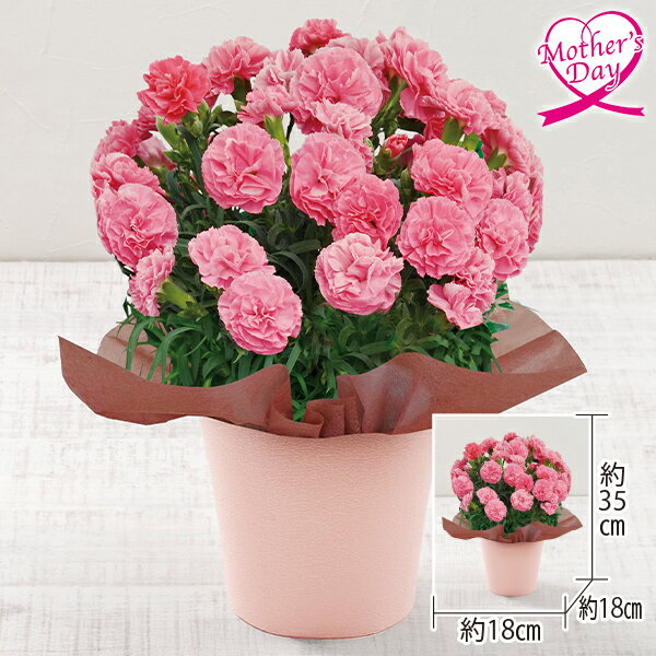 母の日 プレゼント ギフト カーネーション 鉢植え 花 カーネーション『ももりーな』 メッセージカード 母の日ギフト 母の日2026 送料無料 贈答用 詰め合わせ お取り寄せ 人気 高級 家族 両親 お祝い 御祝 お礼 御礼