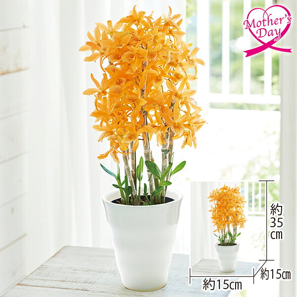 母の日 プレゼント ギフト 鉢植え 花 デンドロビウム『ファイヤーバード』 メッセージカード 母の日ギフト 母の日2026 送料無料 贈答用 詰め合わせ お取り寄せ 人気 高級 家族 両親 お祝い 御祝 お礼 御礼