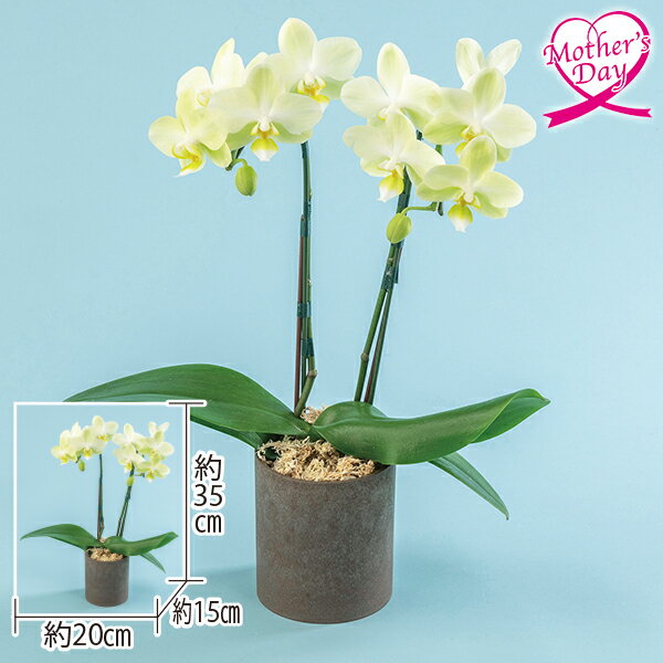 母の日 プレゼント ギフト 鉢植え 花 ミディ胡蝶蘭『イエロー系』2本立ち メッセージカード 母の日ギフト 母の日2026 送料無料 贈答用 詰め合わせ お取り寄せ 人気 高級 家族 両親 お祝い 御祝 お礼 御礼