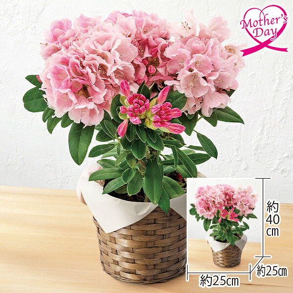 乐天商城 - 母の日 プレゼント ギフト 鉢植え 花 シャクナゲ（ピンク） メッセージカード 母の日ギフト 母の日2026 送料無料 贈答用 詰め合わせ お取り寄せ 人気 高級 家族 両親 お祝い 御祝 お礼 御礼