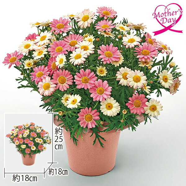 乐天商城 - 母の日 プレゼント ギフト 鉢植え 花 マーガレット『いちごみるく』 メッセージカード 母の日ギフト 母の日2026 送料無料 贈答用 詰め合わせ お取り寄せ 人気 高級 家族 両親 お祝い 御祝 お礼 御礼
