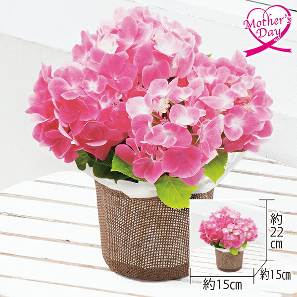 母の日 プレゼント ギフト 鉢植え 花 あじさい『ピンク』4号 メッセージカード 母の日ギフト 母の日2026 送料無料 贈答用 詰め合わせ お取り寄せ 人気 高級 家族 両親 お祝い 御祝 お礼 御礼
