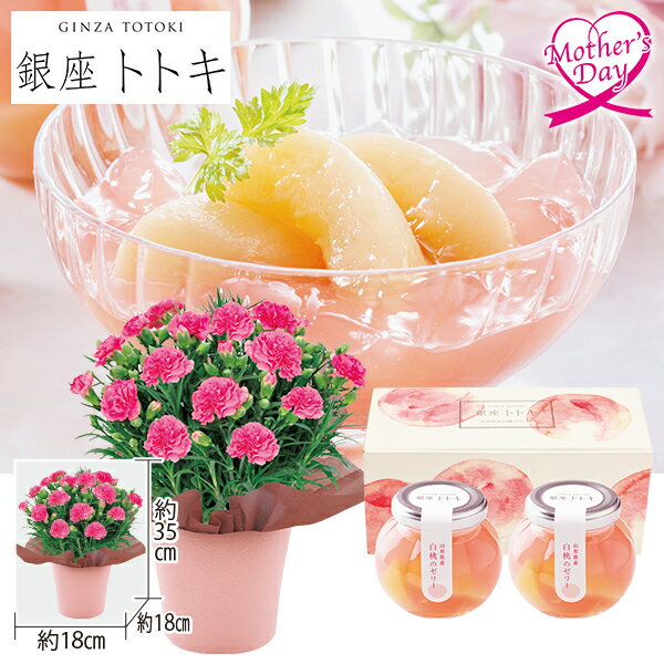 母の日 スイーツ プレゼント ギフト カーネーション 鉢植え スイーツ 花 カーネーション+銀座トトキ監..