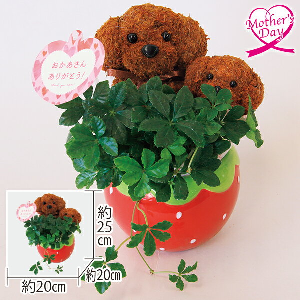 母の日 プレゼント ギフト 鉢植え 花 鉢『トピアリーアレンジプードル』 メッセージカード 母の日ギフト 母の日2026 送料無料 贈答用 詰め合わせ お取り寄せ 人気 高級 家族 両親 お祝い 御祝 お礼 御礼