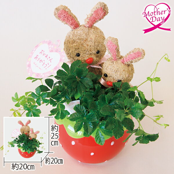 母の日 プレゼント ギフト 鉢植え 花 鉢『トピアリーアレンジうさぎ』 メッセージカード 母の日ギフト 母の日2026 送料無料 贈答用 詰め合わせ お取り寄せ 人気 高級 家族 両親 お祝い 御祝 お礼 御礼
