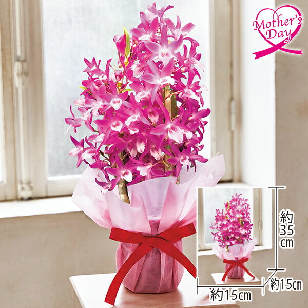 母の日 プレゼント ギフト 鉢植え 花 デンドロビウム『赤ずきんちゃん』 メッセージカード 母の日ギフト 母の日2026 送料無料 贈答用 詰め合わせ お取り寄せ 人気 高級 家族 両親 お祝い 御祝 お礼 御礼