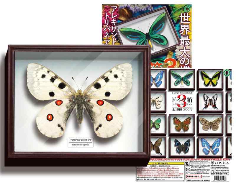 サイエンステクニカラー STC ドイツ箱マグネットコレクション ドイツ箱3 アポロウスバシロチョウ(単品)いきもん