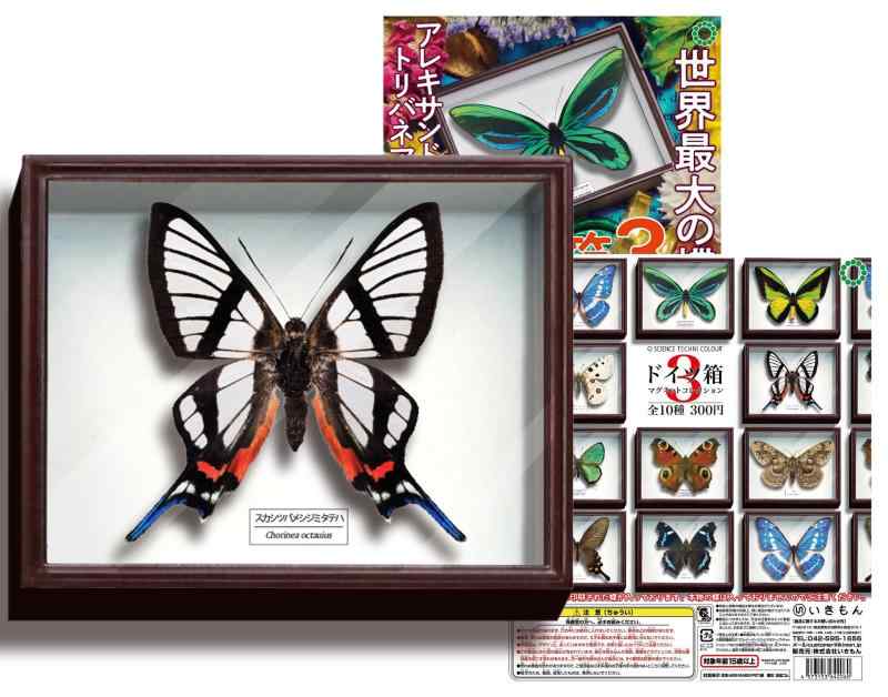 Rakuten - サイエンステクニカラー STC ドイツ箱マグネットコレクション ドイツ箱3 スカシツバメシジミタテハ（単品）いきもん