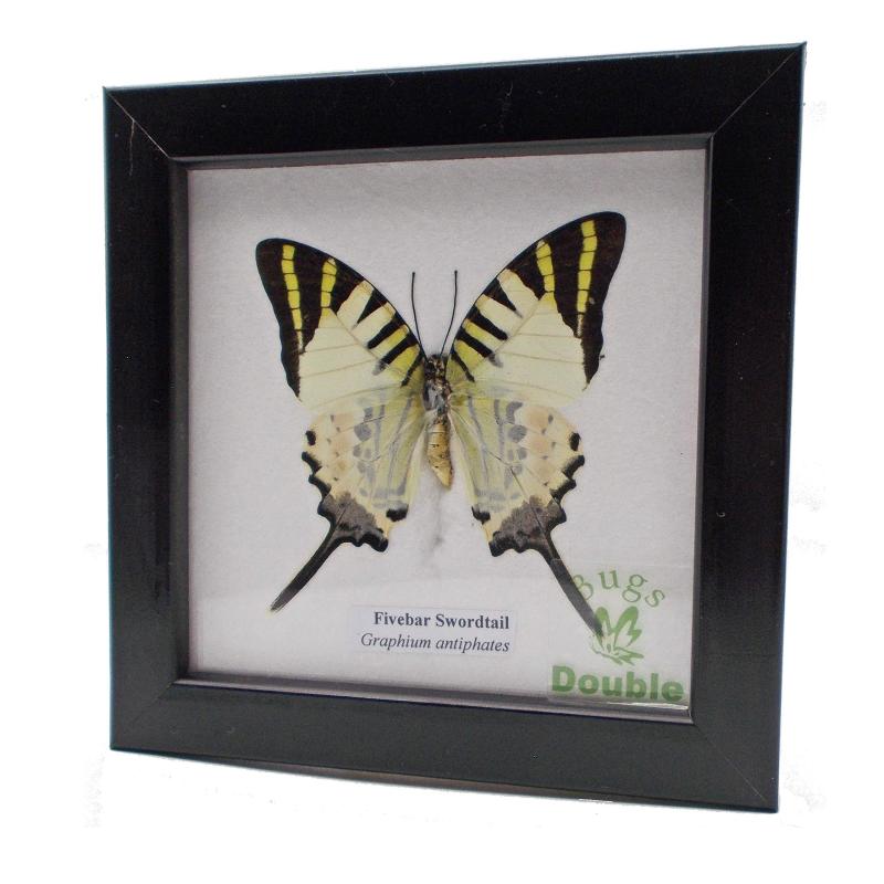 額入り 昆虫標本 蝶 ファイブバー・ソードテイル Fivebar Swordtail