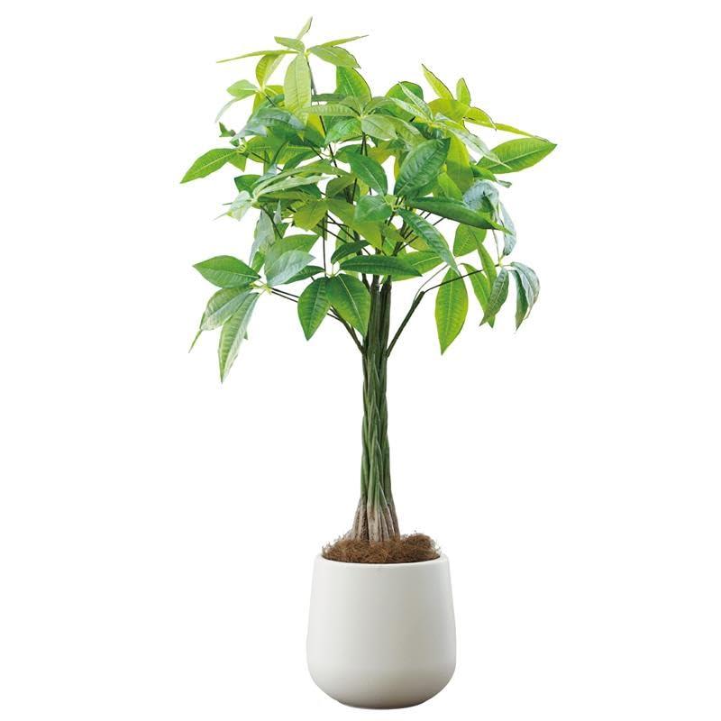 Botanical life+ フェイクグリーン 観葉植物 光触媒 日本製 消臭 抗菌 パキラ 100cm ホワイト 鉢付き