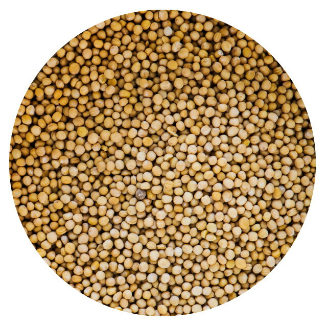 【CORIANDER WHOLE 50g】コリアンダー ホール 50g スパイス インド カレー