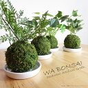 楽天ink観葉植物 造花 WA BONSAI 和盆栽 苔玉 和モダン CT触媒加工 消臭 インテリア