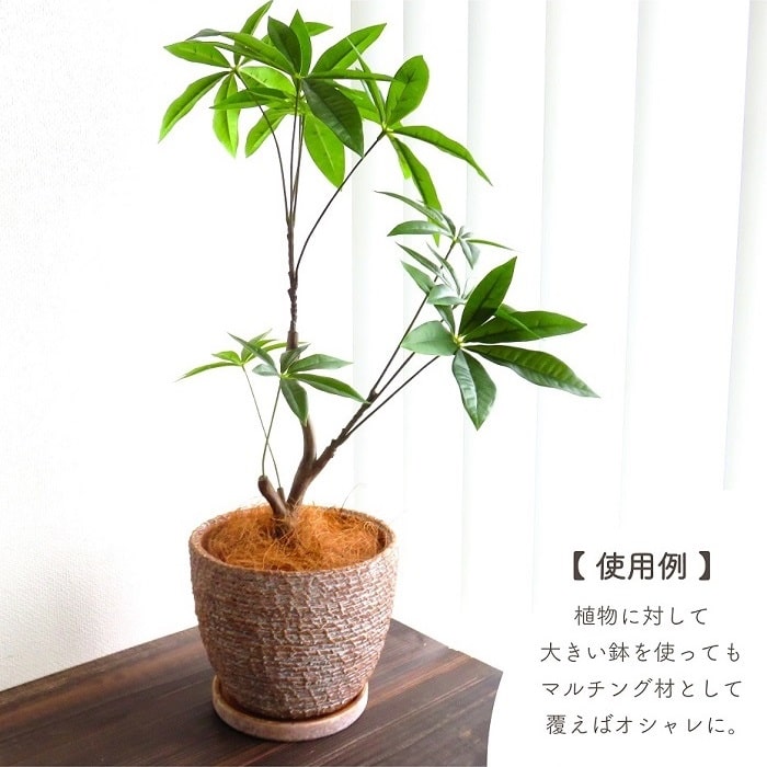 ������� �ޥ���󥰺� �����ʥåĥե����С� 100g �����䥷 ŷ���Ǻ� �֥饦�� ���褱 �����к� ���տ�ʪ�� ������� ��� ����� �����ǥ˥� ����ƥꥢ