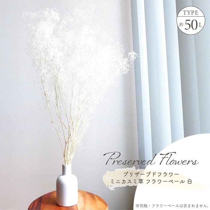 Celebrations - ドライフラワー プリザーブドフラワー ソフトミニカスミ草 白 全長約50cm かすみ草 かすみそう ブーケ ホワイト ベージュ 天然素材 大地農園 アレンジ材 インテリア