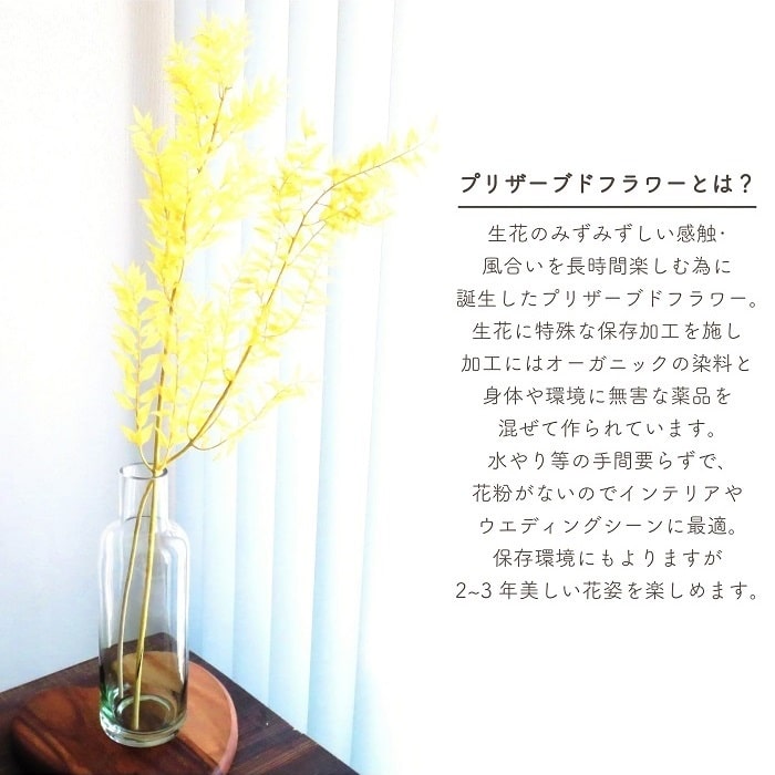 ドライフラワー プリザーブドフラワー ソフトラスカス レモンクリーム 25g入 約L50...