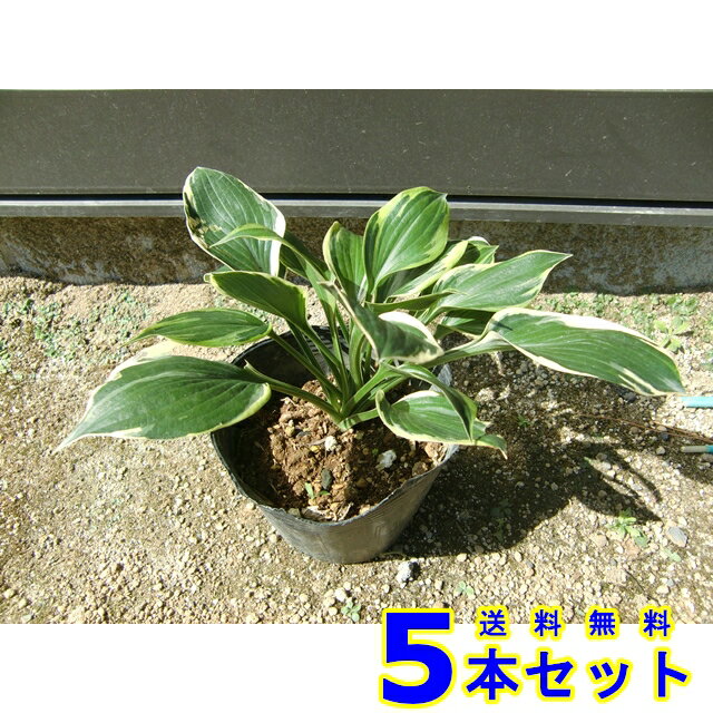 スペシャルset価格 グランドカバー ギボウシ パトリオット 擬宝珠 多年草 15 0p 5本 グランドカバー 下草 雑草予防 当店限定 Mercafarma Com Gt スペシャルset価格 グランドカバー ギボウシ パトリオット 擬宝珠 多年草 15 0p 5本 グランドカバー 下草 雑草予防 当店限定 Mercafarma Com Gt