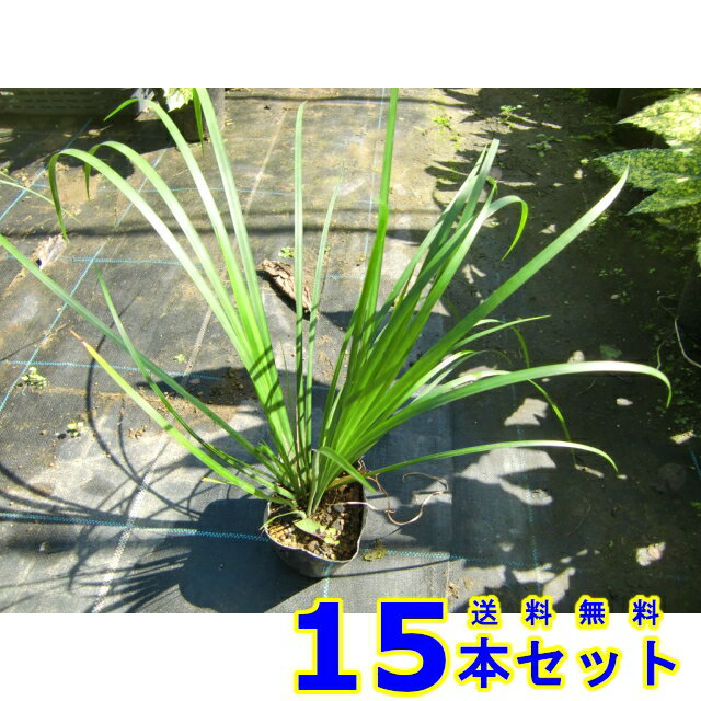 セキショウ (石菖) 10.5p 15本 グランドカバー　下草　雑草予防のサムネイル