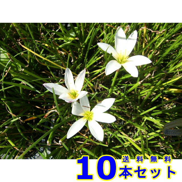 タマスダレ (玉簾) 9.0p 10本 グランドカバー　下草　雑草予防