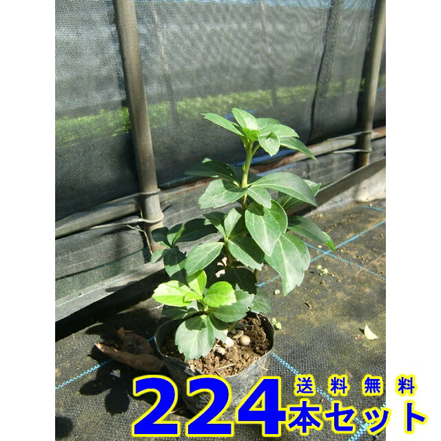 フッキソウ (富貴草) 9.0p 224本 グランドカバー　下草　雑草予防