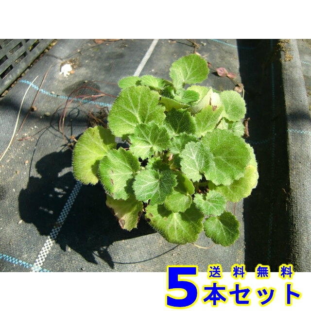 ユキノシタ (雪の下) 9.0p 5本 グランドカバー　下草　雑草予防のサムネイル