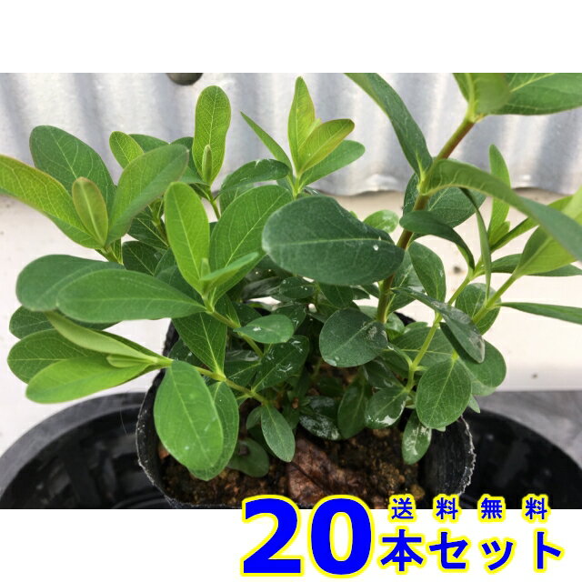 ヒペリカム・カリシナム (セイヨウキンシバイ) 10.5p 20本 10.5p グランドカバー　下草　雑草予防のサムネイル