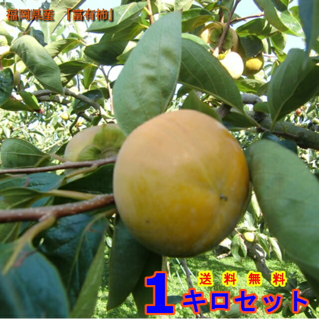 柿　カキ　福岡県うきは市浮羽町産　優良品　 (富有柿) 2L サイズ 1Kg 果物のサムネイル