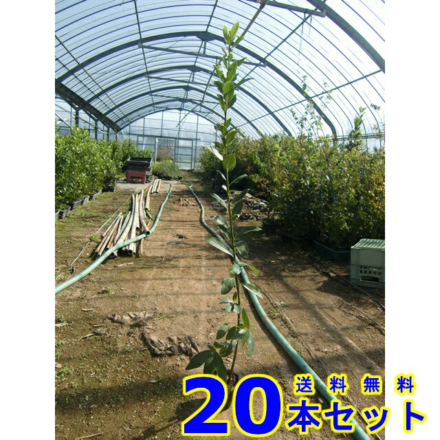 完売 ゲッケイジュ 月桂樹 10 5p 樹高 0 8m前後 本 植木 苗木 シンボルツリー 生垣 人気再入荷 完売 ゲッケイジュ 月桂樹 10 5p 樹高 0 8m前後 本 植木 苗木 シンボルツリー 生垣 人気再入荷