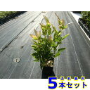 オカメザサ (阿亀笹) 12.0p 5本 グランドカバー 下草 雑草予防