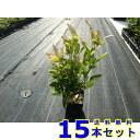 オカメザサ (阿亀笹) 12.0p 15本 グランドカバー 下草 雑草予防