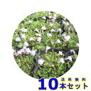 サギゴケ　ピンク (鷺苔 ピンク花) 9.0p 10本 グランドカバー　下草　雑草予防