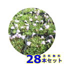 サギゴケ　ピンク (鷺苔 ピンク花) 9.0p 28本 グランドカバー　下草　雑草予防