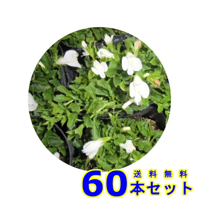 サギゴケ　シロバナ (鷺苔 白花) 9.0p 60本 グランドカバー　下草　雑草予防のサムネイル