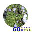 サギゴケ　ムラサキ (鷺苔 紫花) 9.0p 60本 グランドカバー　下草　雑草予防