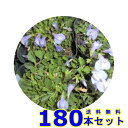 サギゴケ　ムラサキ (鷺苔 紫花) 9.0p 180本 グランドカバー　下草　雑草予防