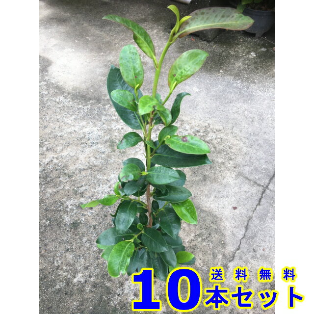 サカキ (榊　青芽) 15.0p 10本 樹高0.3m前後 15.0p 植木　苗木　シンボルツリー　生垣