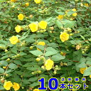 ヒペリカム (ヒデコート) 15.0p 10本 樹高0.3m前後 15.0p 植木 苗木 生垣