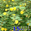 ヒペリカム (ヒデコート) 15.0p 15本 樹高0.3m前後 15.0p 植木 苗木 生垣