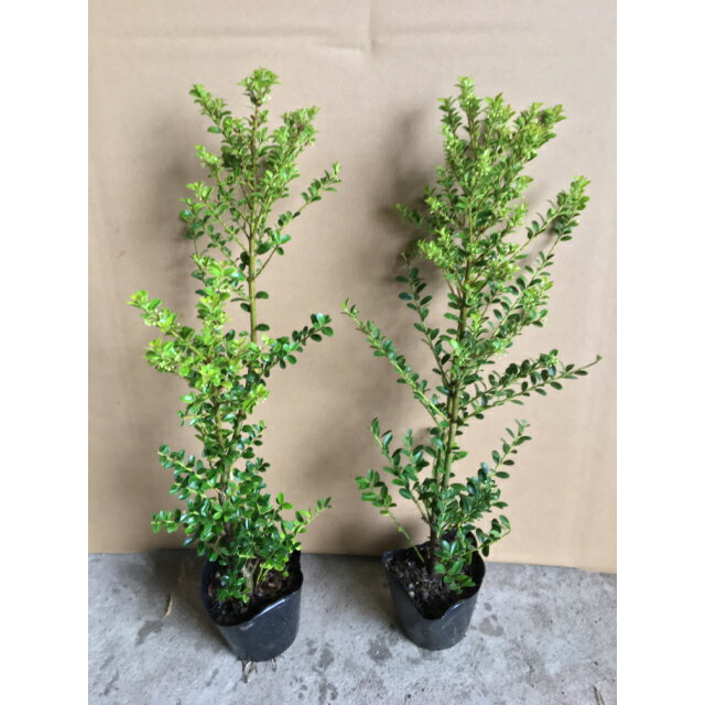 生垣　キンメツゲ (金芽柘植) 9.0p 樹高 0.3m前後 10本 植木　苗木　シンボルツリー　生垣