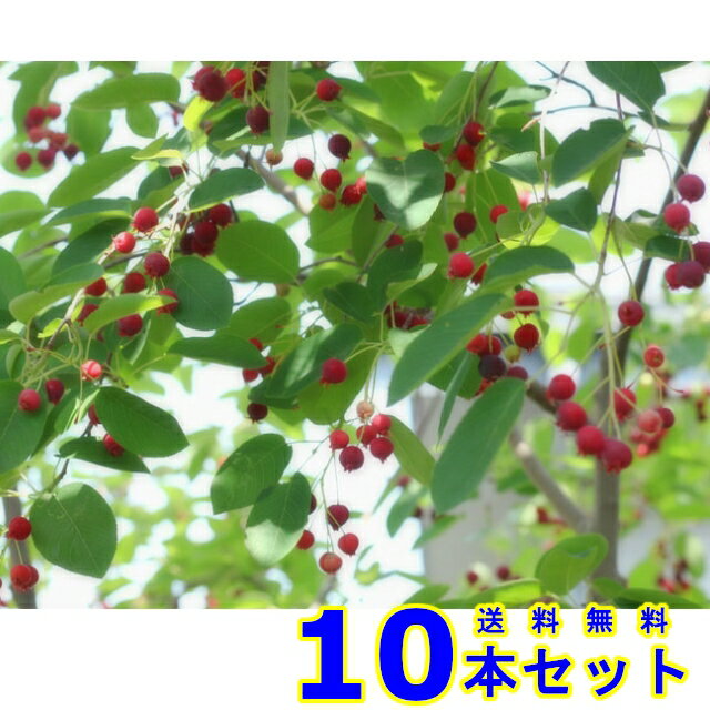 感謝価格 植木 ジューンベリー 6月になる果実 15 0p 樹高 0 6m前後 10本 早者勝ち Www Declicgestion Fr 感謝価格 植木 ジューンベリー 6月になる果実 15 0p 樹高 0 6m前後 10本 早者勝ち Www Declicgestion Fr