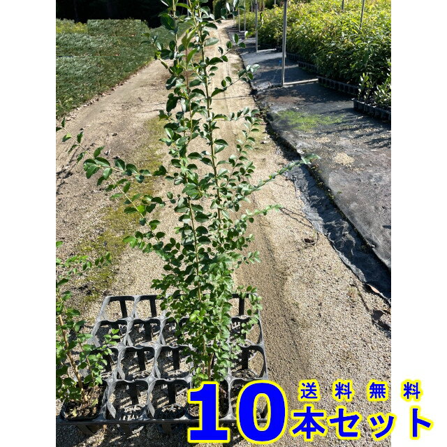 プリペット (セイヨウイボタノキ) 10.5p 10本 樹高0.8m前後 10.5p 植木　苗木　生垣 1