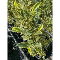 お庭で季節の花と緑を楽しむ 樹高0 8m前後 斑入りサカキ榊 3本樹高0 8m前後植木植木苗木シンボルツリー生垣 猪之助商店送料無料フイリサカキフイリサカキ お庭で季節の花と緑を楽しむ 樹高0 8m前後 斑入りサカキ榊 3本樹高0 8m前後植木植木苗木シンボルツリー生垣 猪之助商店送料無料フイリサカキフイリサカキ