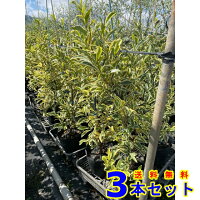 お庭で季節の花と緑を楽しむ 樹高0 8m前後 斑入りサカキ榊 3本樹高0 8m前後植木植木苗木シンボルツリー生垣 猪之助商店送料無料フイリサカキフイリサカキ お庭で季節の花と緑を楽しむ 樹高0 8m前後 斑入りサカキ榊 3本樹高0 8m前後植木植木苗木シンボルツリー生垣 猪之助商店送料無料フイリサカキフイリサカキ